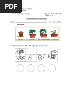 Guia Ciclo de Vida de Una Planta Segundo Basico