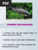 Download Common Carp Breeding by joshigauta SN50027487 doc pdf