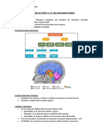 Introducción A La Neuroanatomía