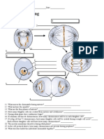 Cell Cycle Labeling