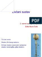 Sredisnji Zivcani Sustav - Anatomija