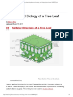 Anatomy and Biology of A Tree Leaf