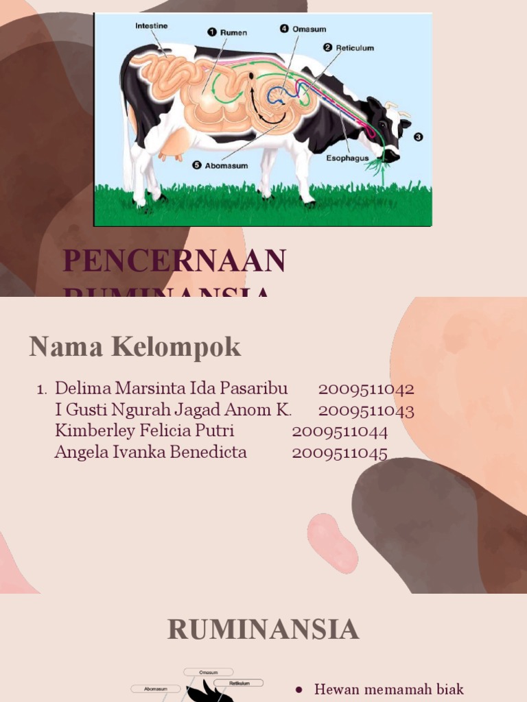Pencernaan Ruminansia: Proses dan Struktur | PDF | Kesehatan Holistik