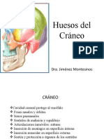 Huesos Del Cráneo