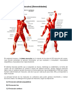 Resumen e Ilustraciones Del Sistema Muscular