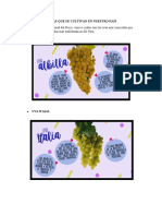 Las Uvas Pisqueras Que Se Cultivan en Nuestro País