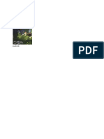 Albine PDF