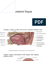 Anatomi Lingua