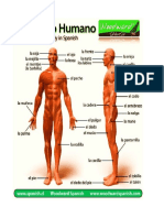 Cuerpo Humano