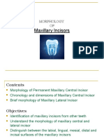 Maxillary Incisors