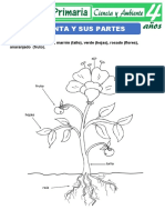 Las Plantas y Sus Partes para Ninos de Cuatro Anos