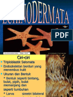 10 Echinodermata