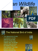 Wade - Indian Wildlife