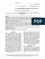 Molecular Prevalence of Anaplasma Phagocytophilum in Sheep From Iraq