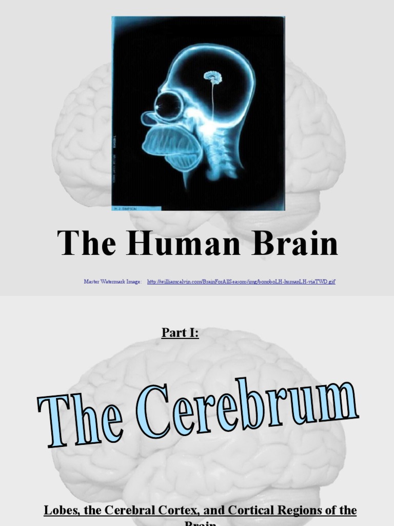 Human Brain | PDF | Parietal Lobe | Cerebral Cortex