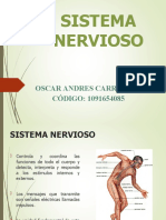 Sistema Nervioso - Oscar