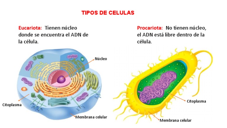 Tipos de Células: Eucariotas y Procariotas | PDF