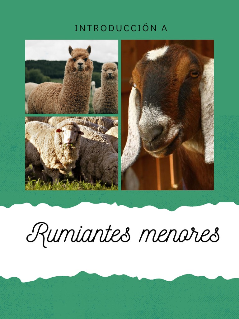 Rumiantes Menores: Introducción A | PDF | Carne | Lana