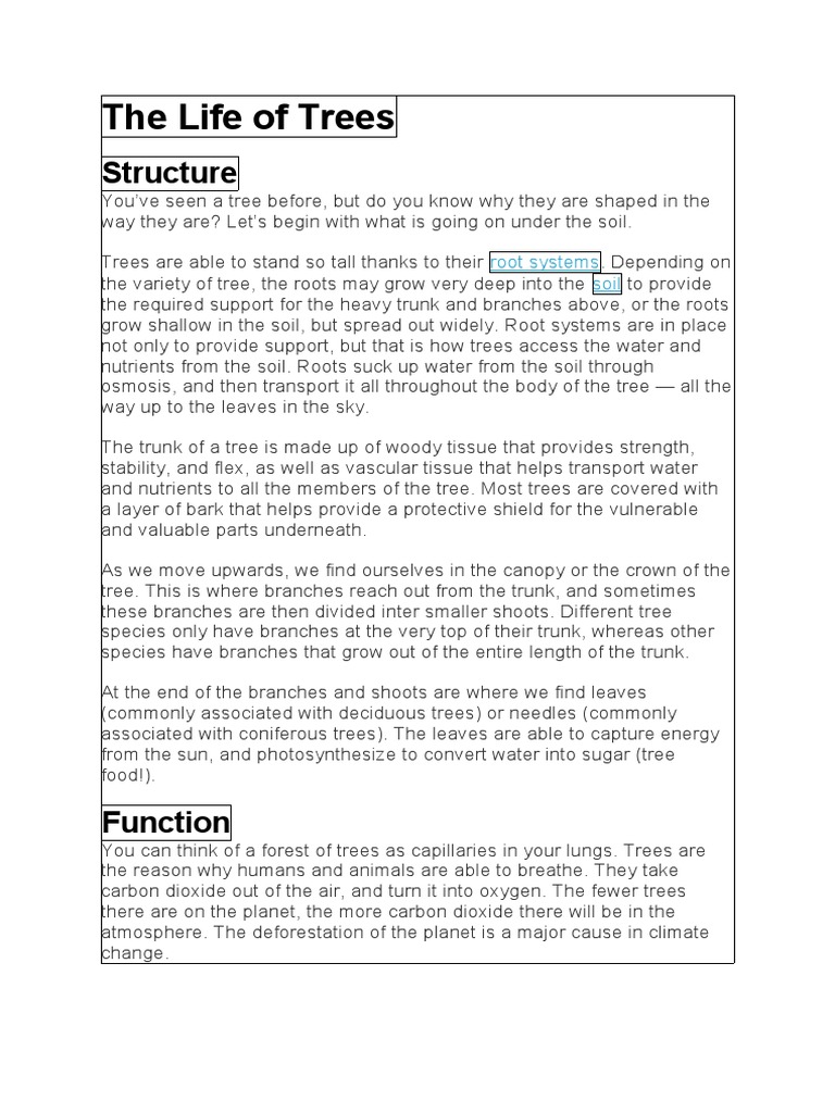 The Anatomy and Functions of Trees: Exploring the Internal Structure ...