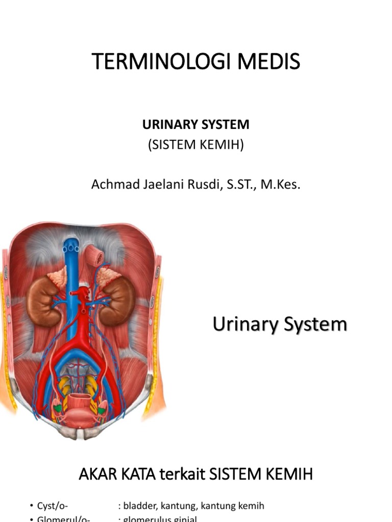 TERMINOLOGI MEDIS Urinary System | PDF