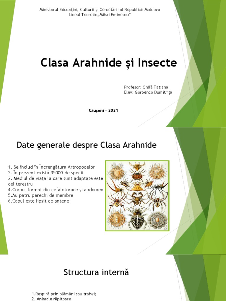 Clasa Arahnide Și Insecte | PDF