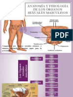 Anatomía y Fisiología de Los Órganos Sexuales Masculinos