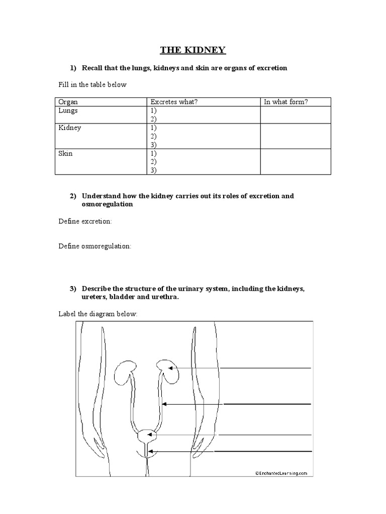 Kidney Structure and Function Guide | PDF | Wellness | Science ...