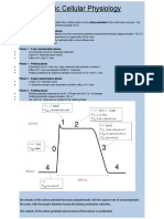 Phase 0 - Rapid Depolarization Phase