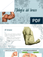 Miología Del Brazo