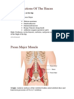 Primary Actions of The Iliacus: Agonists: Antagonists