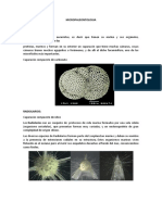 Micropaleontologia - Mineragrafia - Petrologia