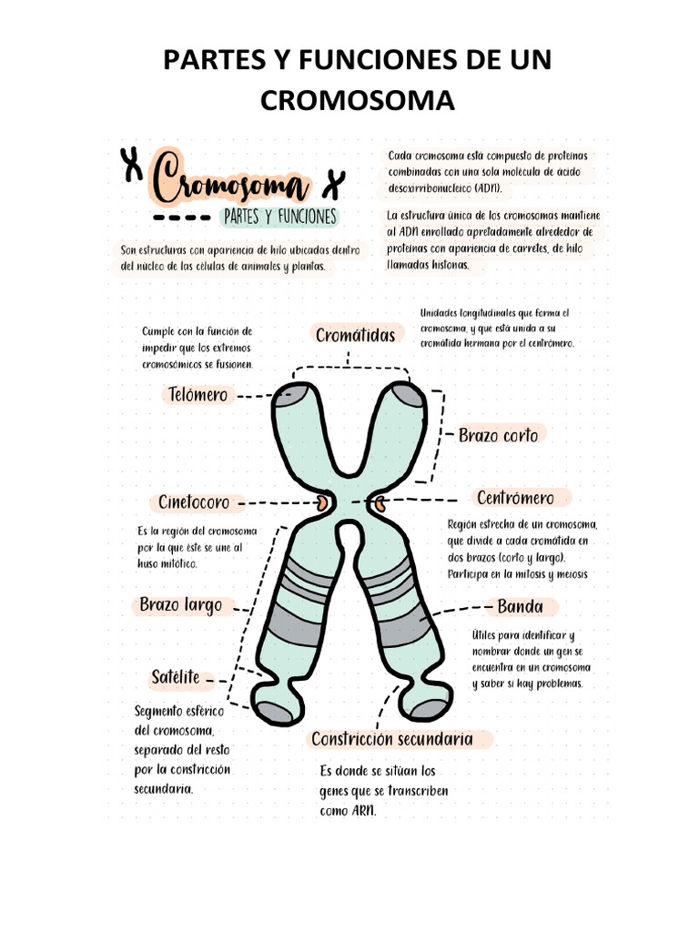 Partes y Funciones de Un Cromosoma | PDF, image size:768x1024