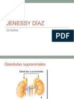 Glandulas Suprarenales