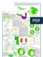 Ciclo Biologico y Gametogenesos en Frejol