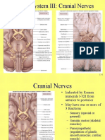 Nervous System III: Cranial Nerves