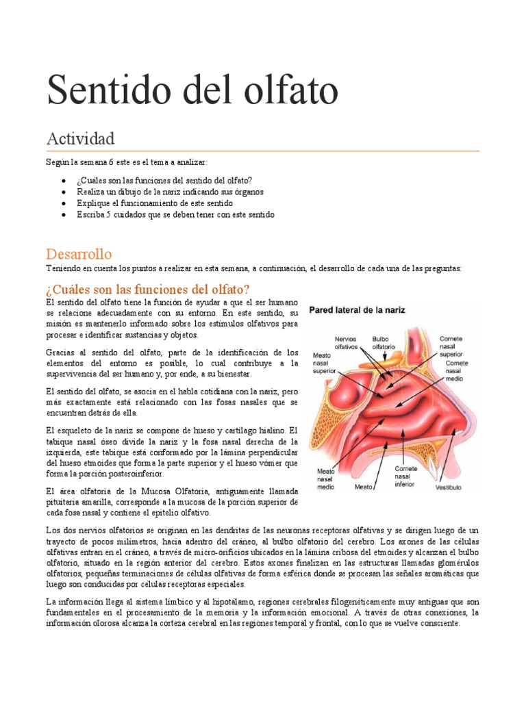 Sentido Del Olfato Pdf Olfato Rinología