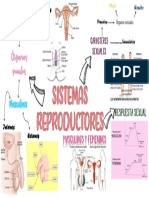 Sistemas Reproductores