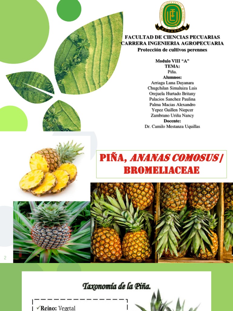 Piña Expo | PDF | Piña | Agronomía