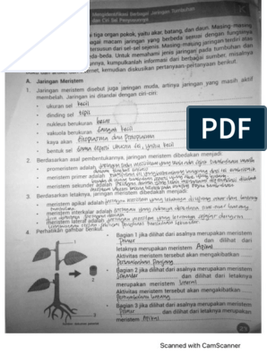 Aktivitas meristem primer akan mengakibatkan ....