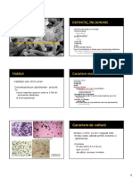 LP 4_corynebacterium