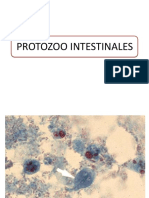 Protozoo Intestinales