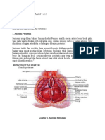 RupturPerineum (Der1&2)