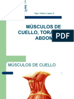 Miologi - A de Cuello, Torax y Abdomen