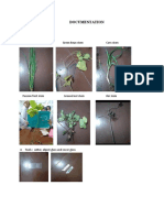 Documentation: A. Material and Tools Materials Rice Stem Green Bean Stem Corn Stem