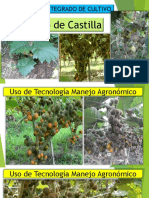 Manejo Integrado Lulo PDF Leandro Chacin