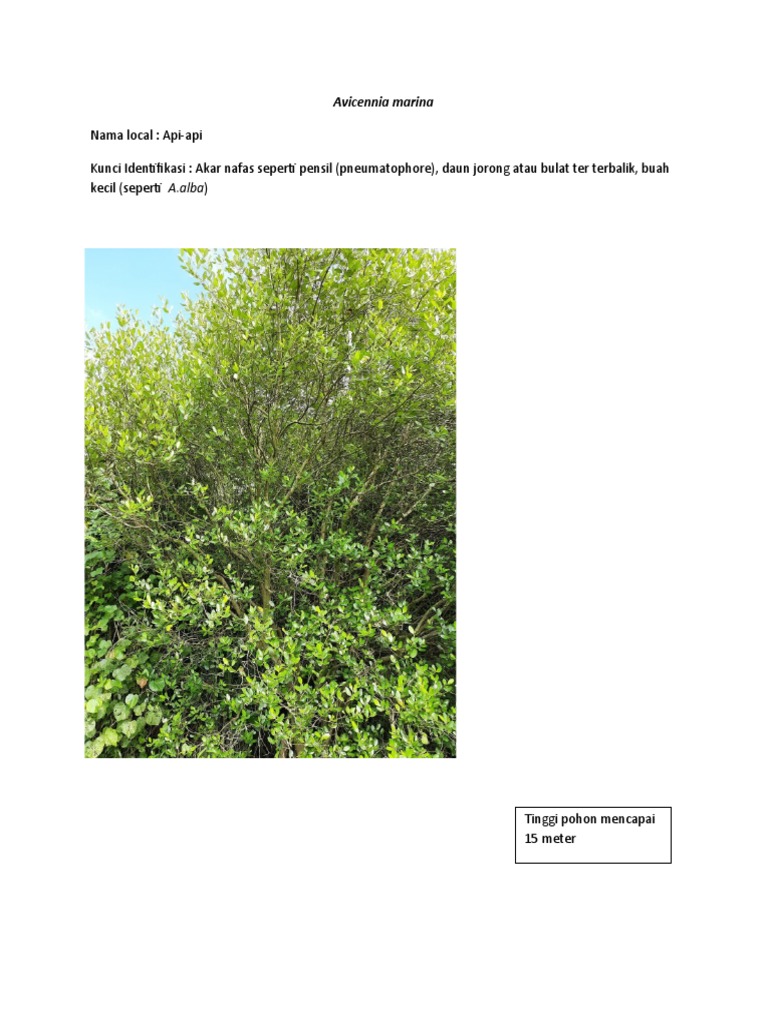 Ciri-ciri Pohon Api-api (Avicennia marina) | PDF