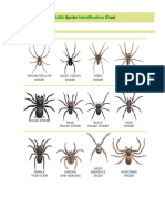 USA Spider Identification Chart - Ashx