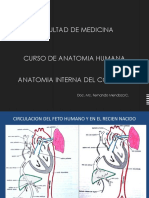 T.5 Anatomia Interna Del Corazon