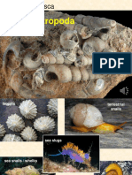 Gastropoda PDF