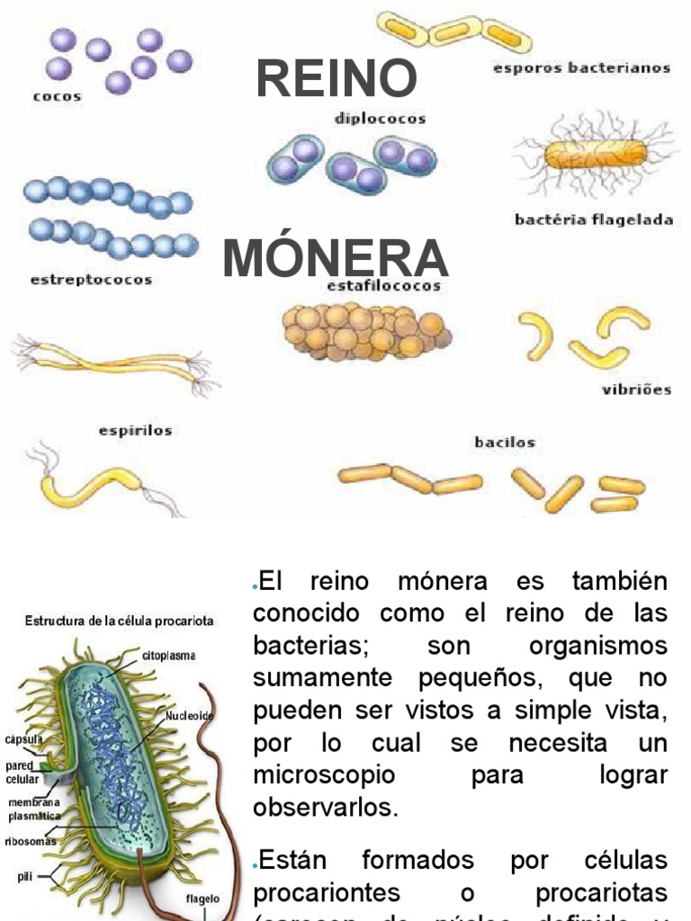 Reino Monera | PDF